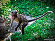 _DSF9300 (Copy)